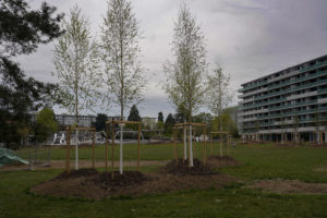 ge_ville_arbres009