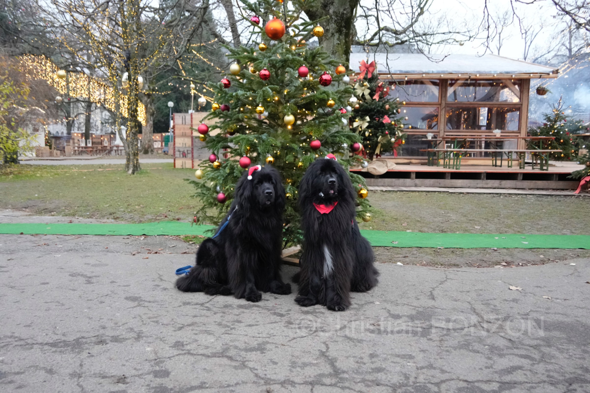 chiensNoel19decCoupeNoel120