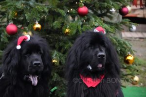 chiensNoel19decCoupeNoel121