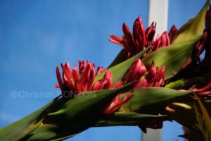Jardin_botanique_fleurs001