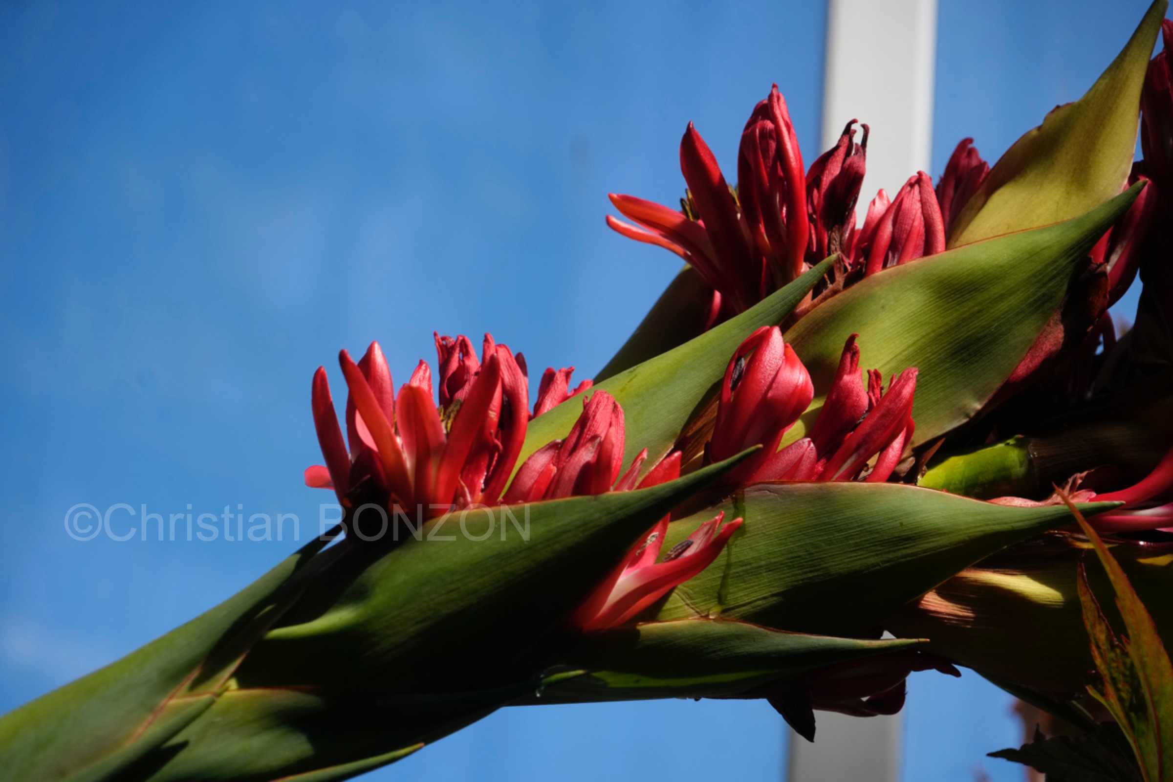 Jardin_botanique_fleurs001