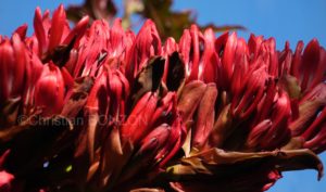 Jardin_botanique_fleurs002