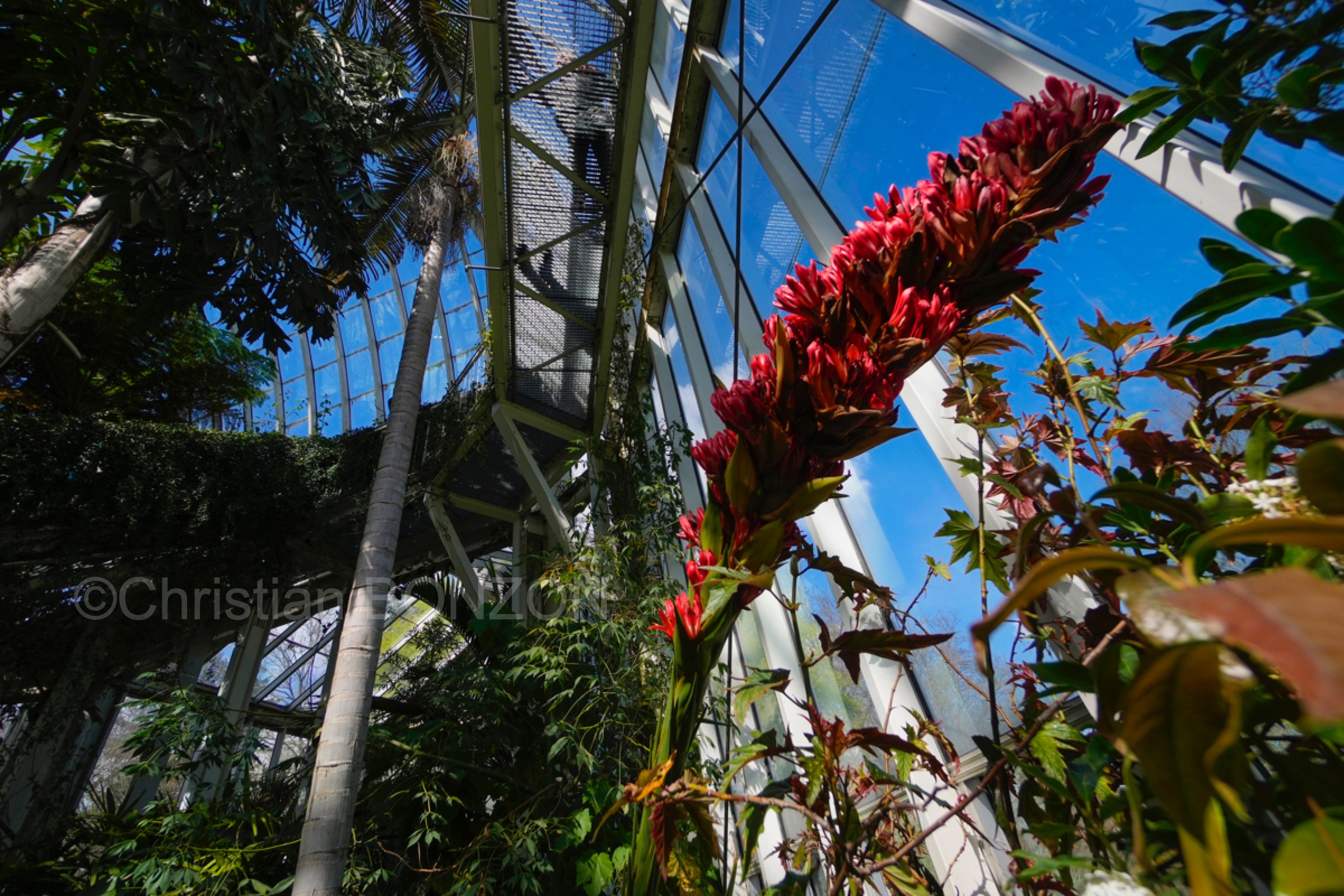 Jardin_botanique_fleurs006