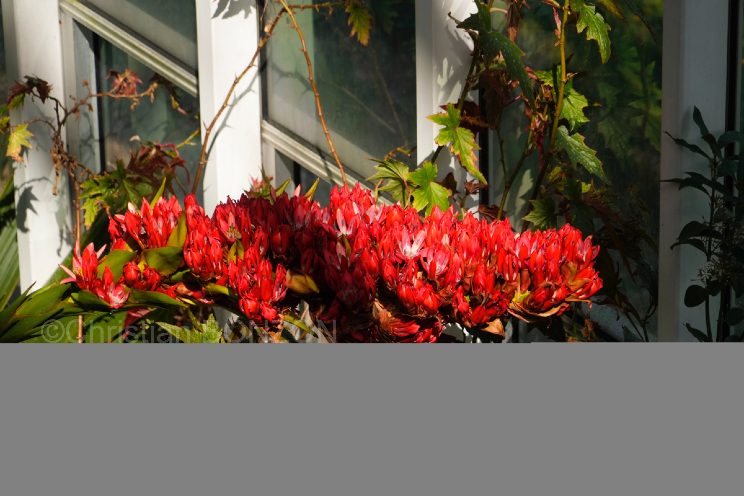 Jardin_botanique_fleurs010