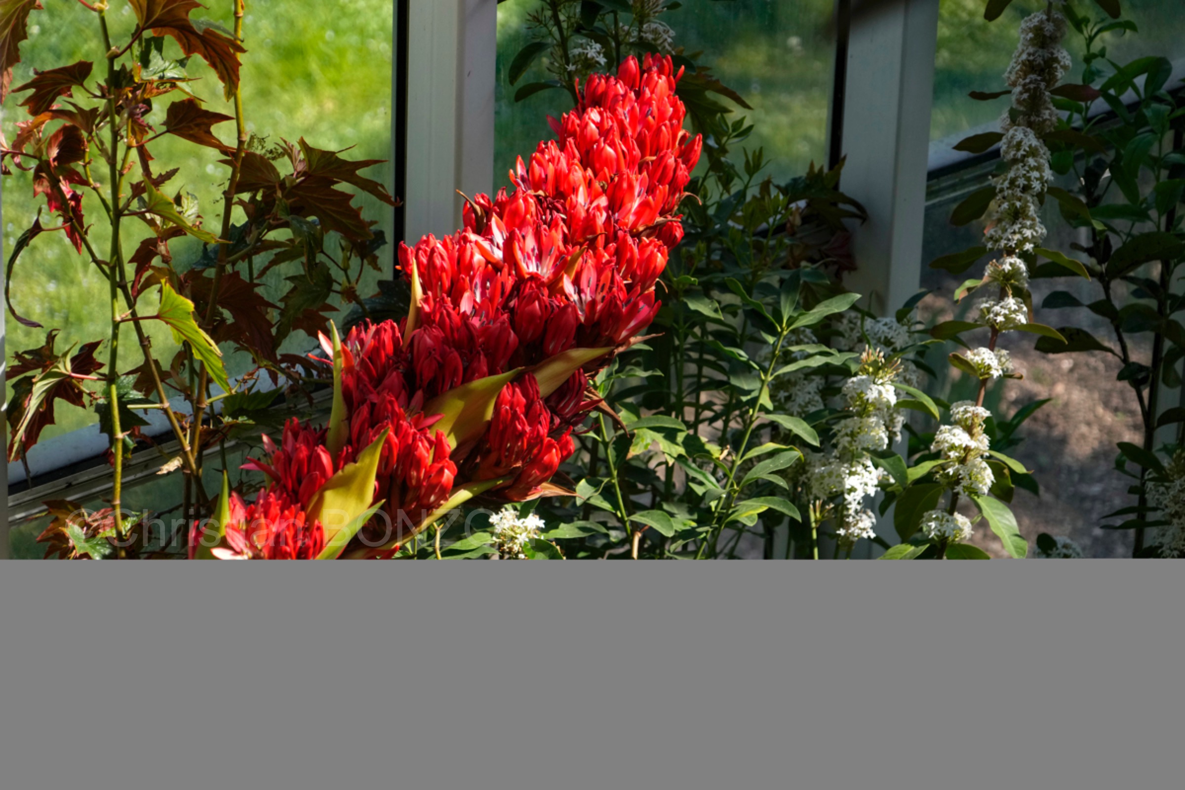 Jardin_botanique_fleurs011