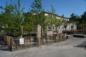 Franchises_Arbres003