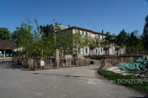 Franchises_Arbres004