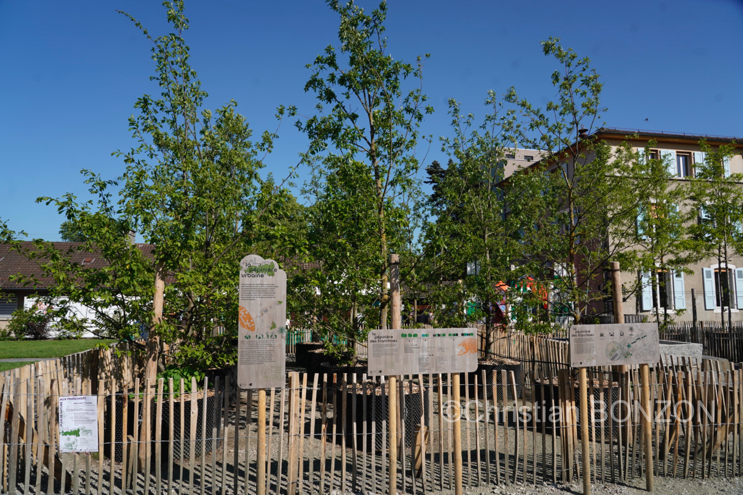 Franchises_Arbres005