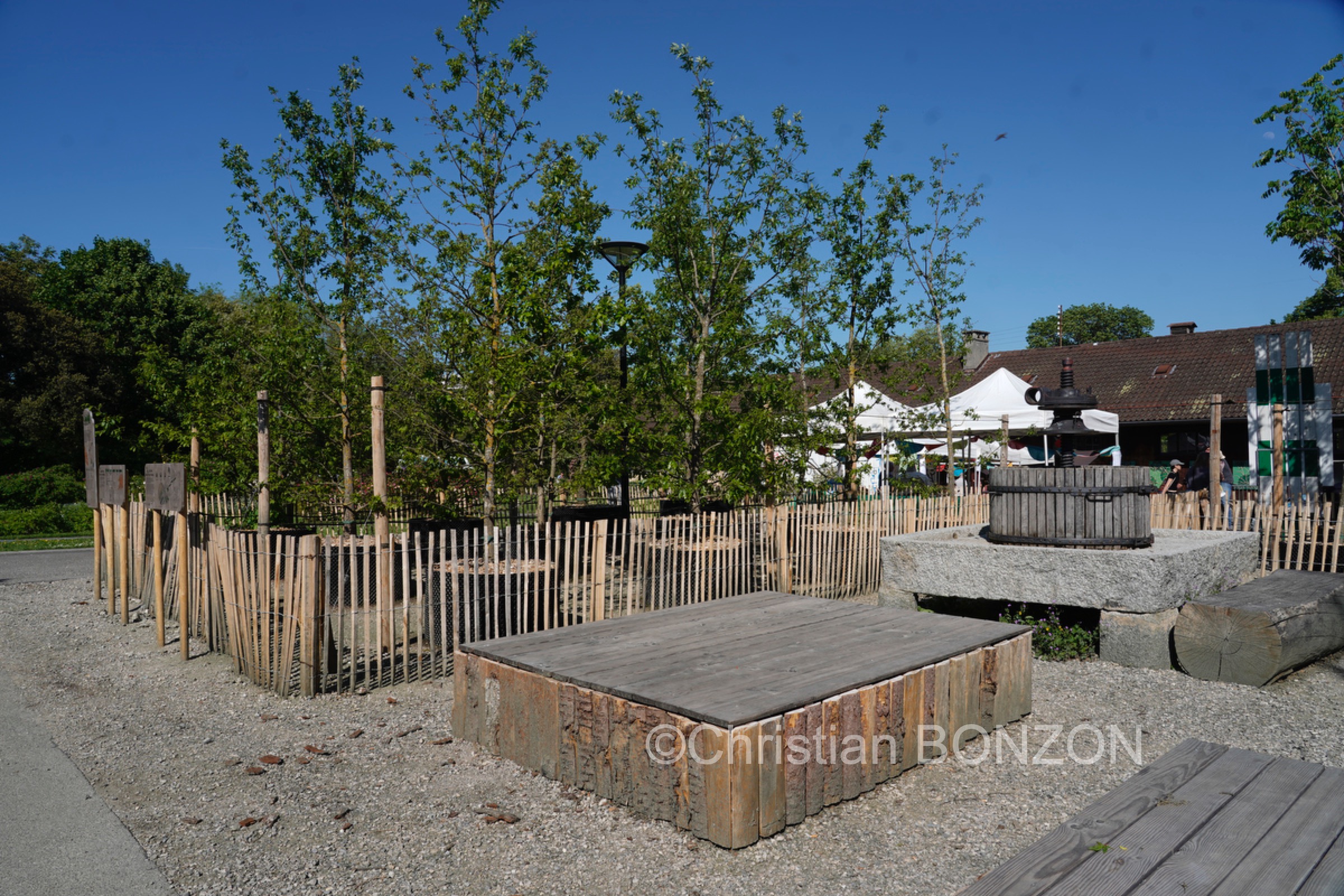 Franchises_Arbres009
