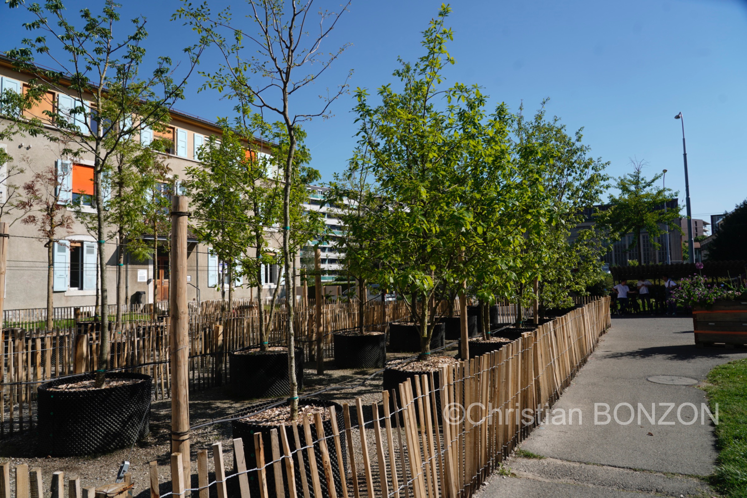 Franchises_Arbres010