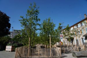 Franchises_Arbres011