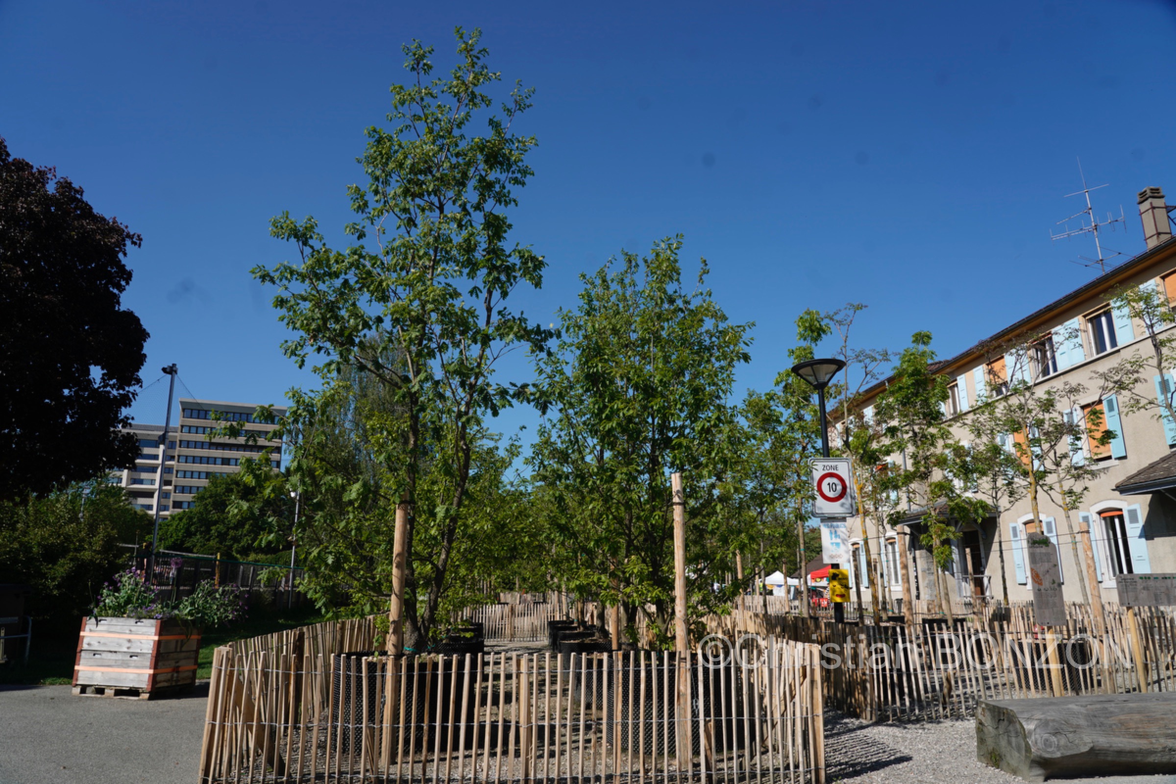 Franchises_Arbres011