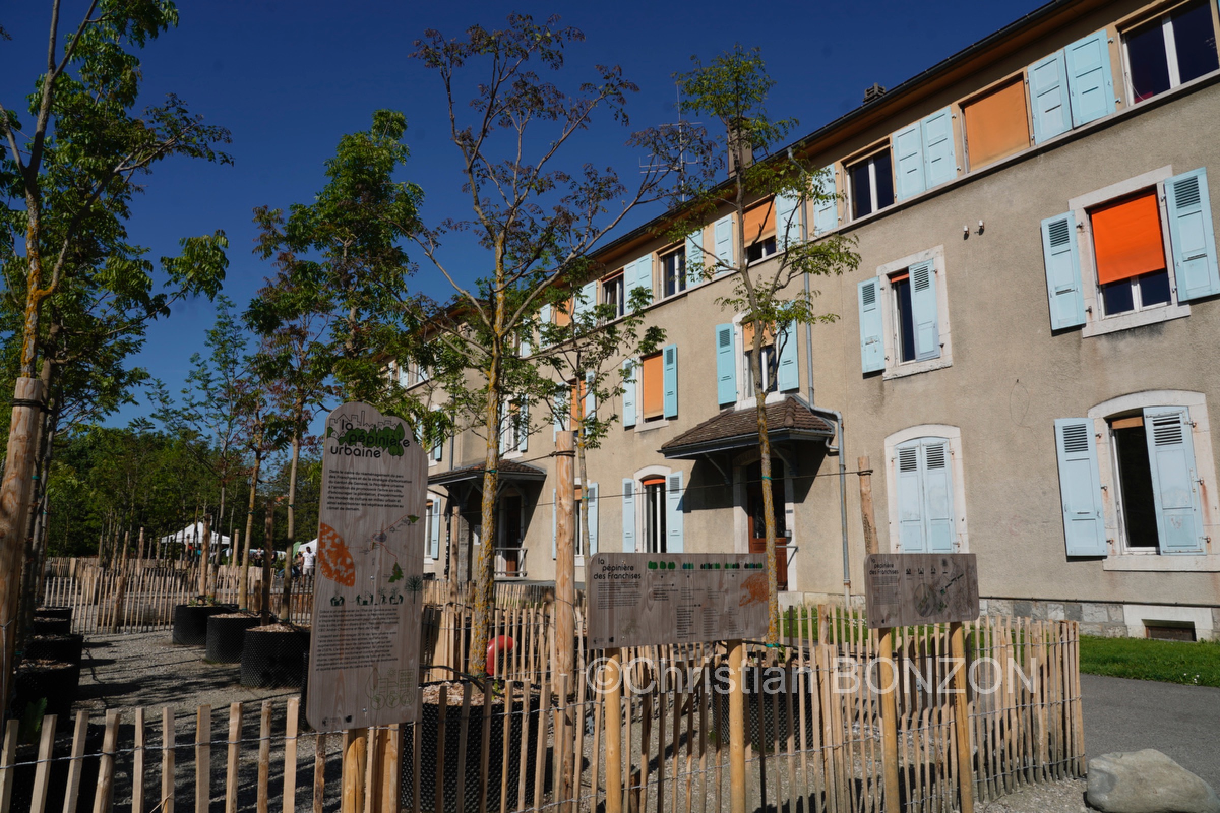 Franchises_Arbres012