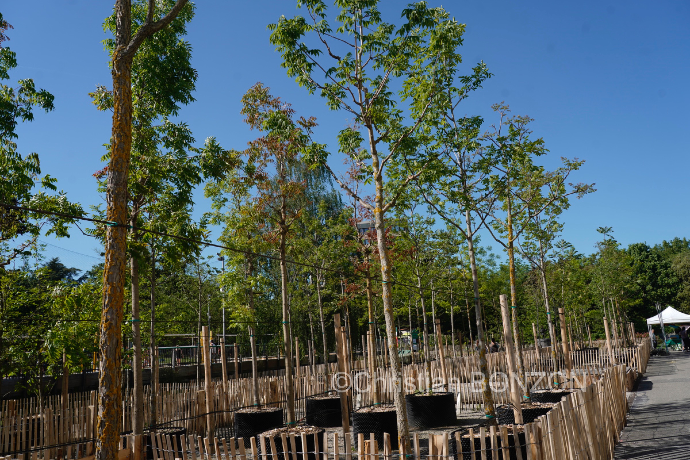 Franchises_Arbres015