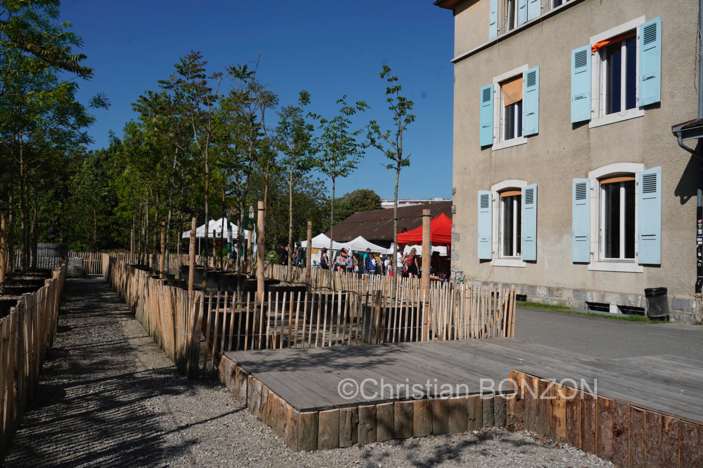 Franchises_Arbres017