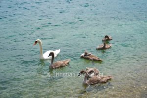 aleau_wilson_samedi015