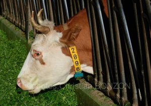 Suisse_Cherie_Bieri_Avully004