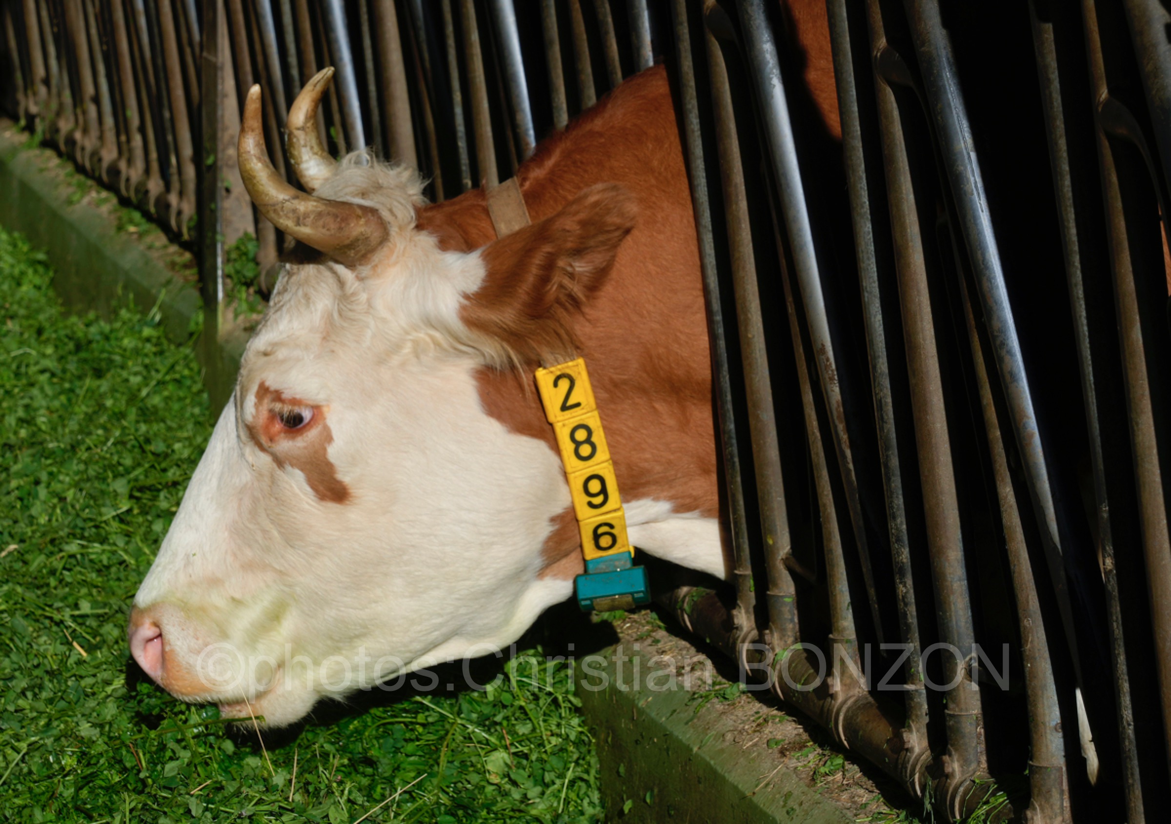 Suisse_Cherie_Bieri_Avully004