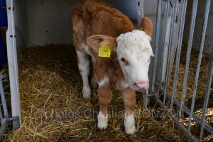 Suisse_Cherie_Bieri_Avully011