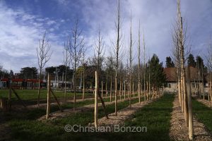 Domaine Rigot_Pepinire urbaine_Tram des Nations