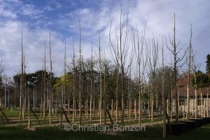 Domaine Rigot_Pepinire urbaine_Tram des Nations