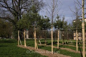 Domaine Rigot_Pepinire urbaine_Tram des Nations