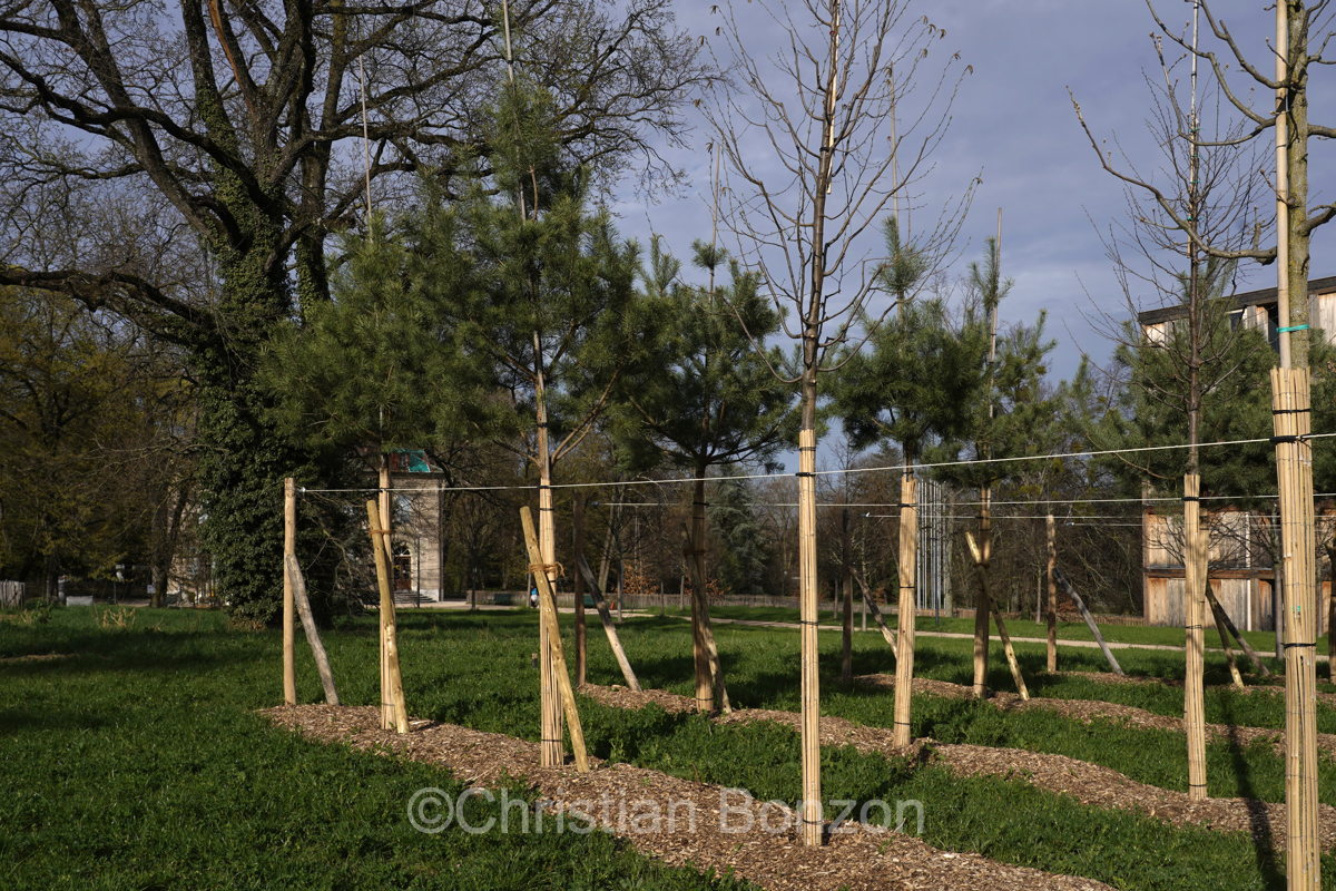 Domaine Rigot_Pepinire urbaine_Tram des Nations
