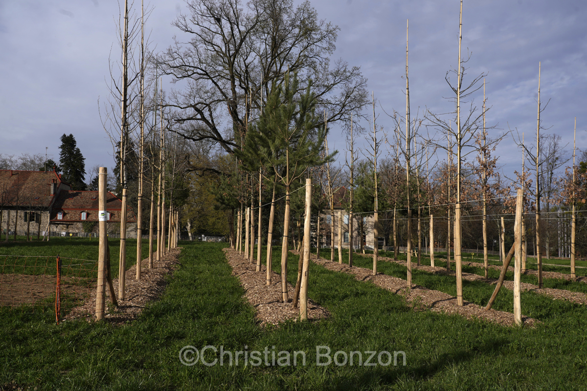 Domaine Rigot_Pepinire urbaine_Tram des Nations