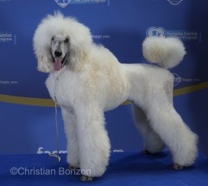World Dog Show 2023 Palexpo(GE) 24 au 27 aout 2023Grand Prix de Geneve