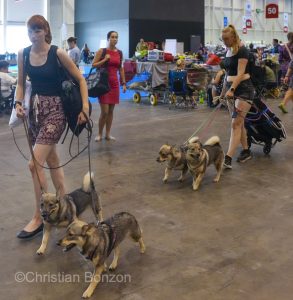 World Dog Show 2023 Palexpo(GE) 24 au 27 aout 2023Grand Prix de Geneve