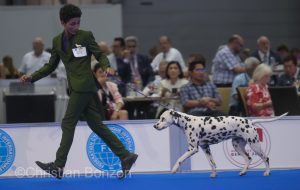 World Dog Show 2023 Palexpo(GE) 24 au 27 aout 2023Grand Prix de Geneve