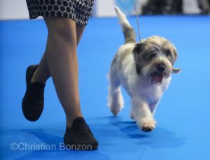 World Dog Show 2023 Palexpo(GE) 24 au 27 aout 2023Grand Prix de Geneve