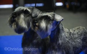 World Dog Show 2023 Palexpo(GE) 24 au 27 aout 2023Grand Prix de Geneve