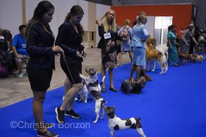World Dog Show 2023 Palexpo(GE) 24 au 27 aout 2023Grand Prix de Geneve