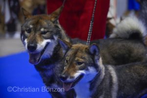 World Dog Show 2023 Palexpo(GE) 24 au 27 aout 2023Grand Prix de Geneve