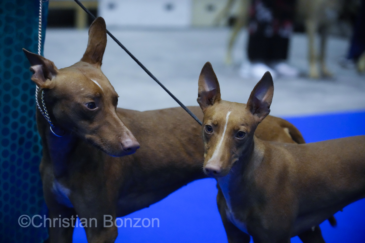 World Dog Show 2023 Palexpo(GE) 24 au 27 aout 2023Grand Prix de Geneve