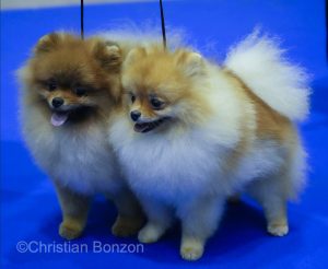 World Dog Show 2023 Palexpo(GE) 24 au 27 aout 2023Grand Prix de Geneve