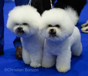 World Dog Show 2023 Palexpo(GE) 24 au 27 aout 2023Grand Prix de Geneve