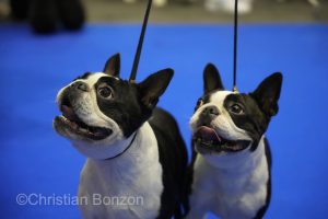 World Dog Show 2023 Palexpo(GE) 24 au 27 aout 2023Grand Prix de Geneve