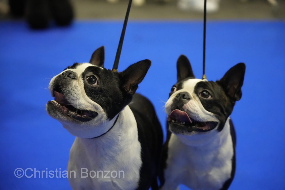 World Dog Show 2023 Palexpo(GE) 24 au 27 aout 2023Grand Prix de Geneve