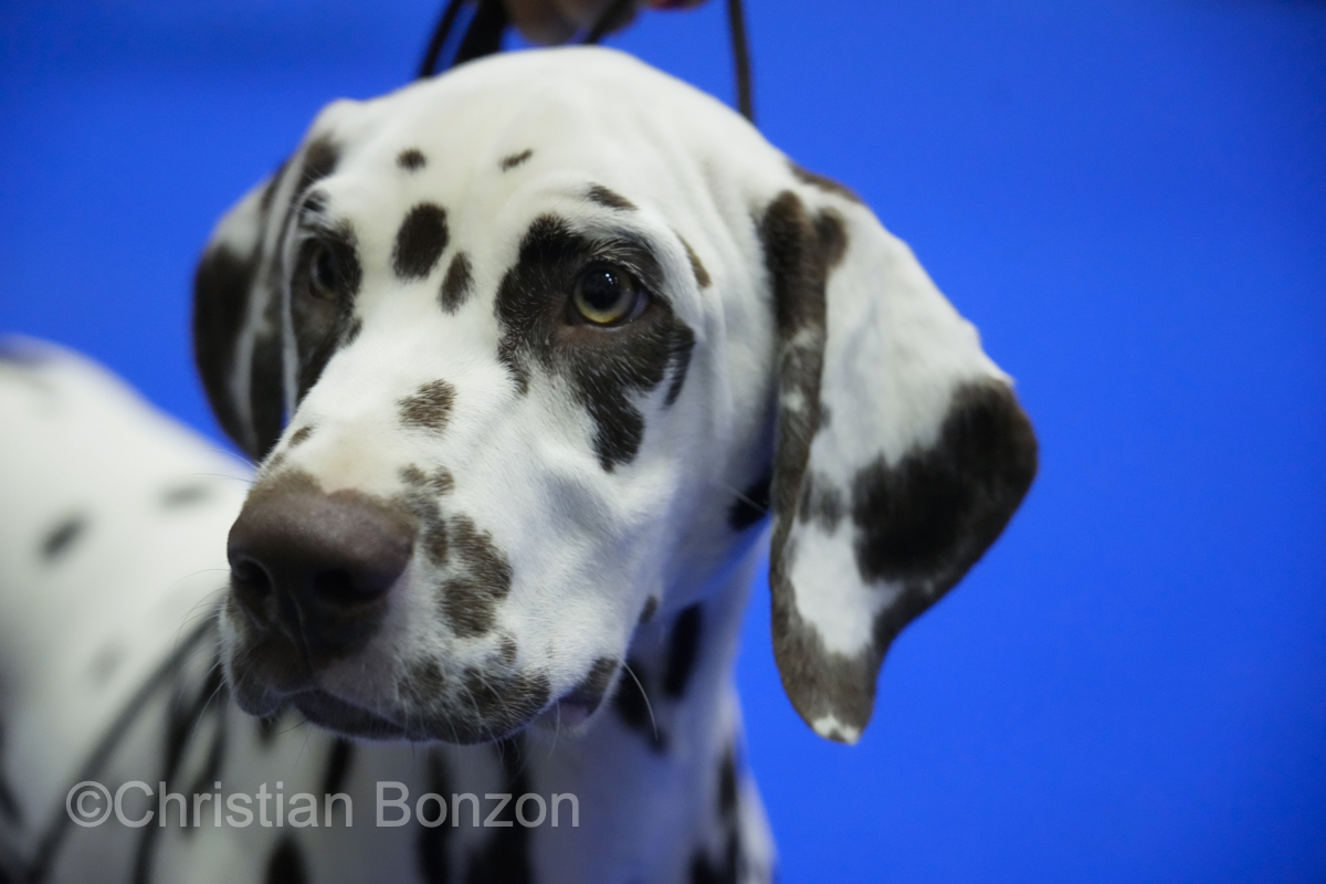 World Dog Show 2023 Palexpo(GE) 24 au 27 aout 2023Grand Prix de Geneve