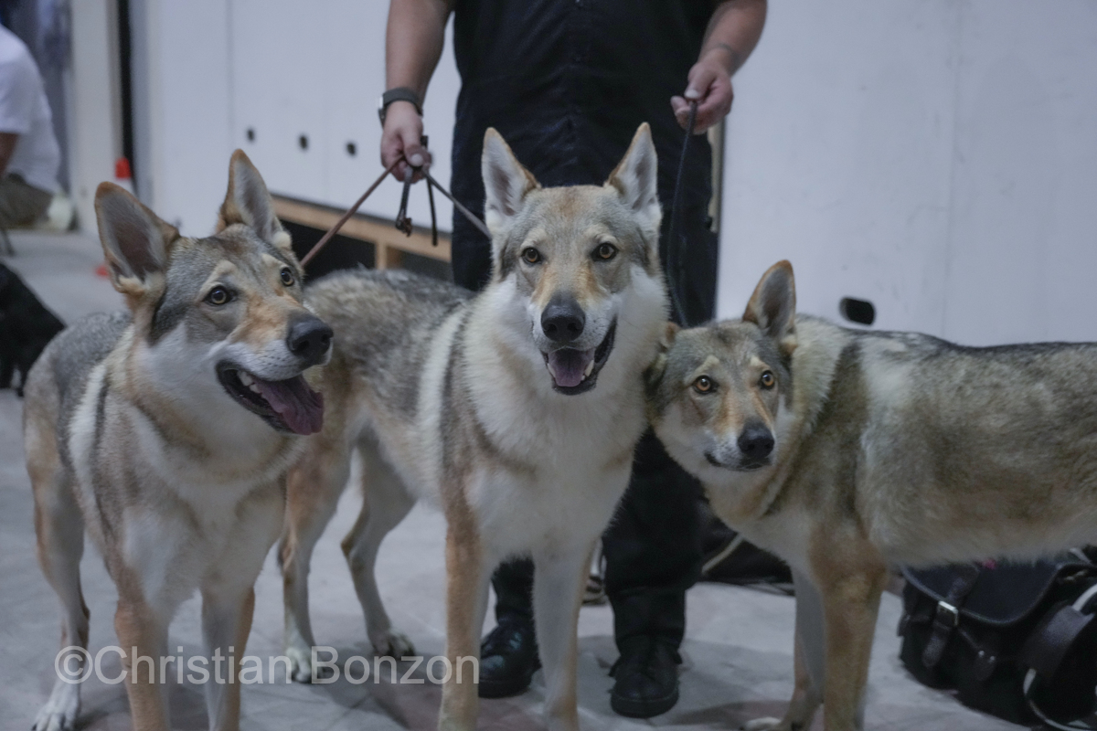 World Dog Show 2023 Palexpo(GE) 24 au 27 aout 2023Grand Prix de Geneve