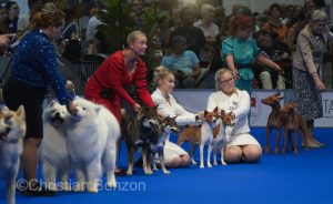 World Dog Show 2023 Palexpo(GE) 24 au 27 aout 2023Grand Prix de Geneve