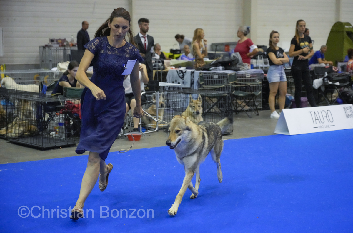 World Dog Show 2023 Palexpo(GE) 24 au 27 aout 2023Grand Prix de Geneve