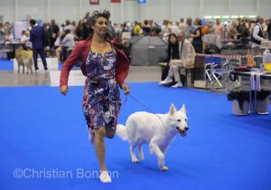 World Dog Show 2023 Palexpo(GE) 24 au 27 aout 2023Grand Prix de Geneve