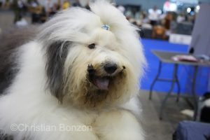World Dog Show 2023 Palexpo(GE) 24 au 27 aout 2023Grand Prix de Geneve