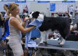 World Dog Show 2023 Palexpo(GE) 24 au 27 aout 2023Grand Prix de Geneve