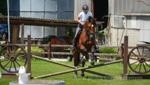 Concours dÕEquitation de Travail Bellevue(GE)